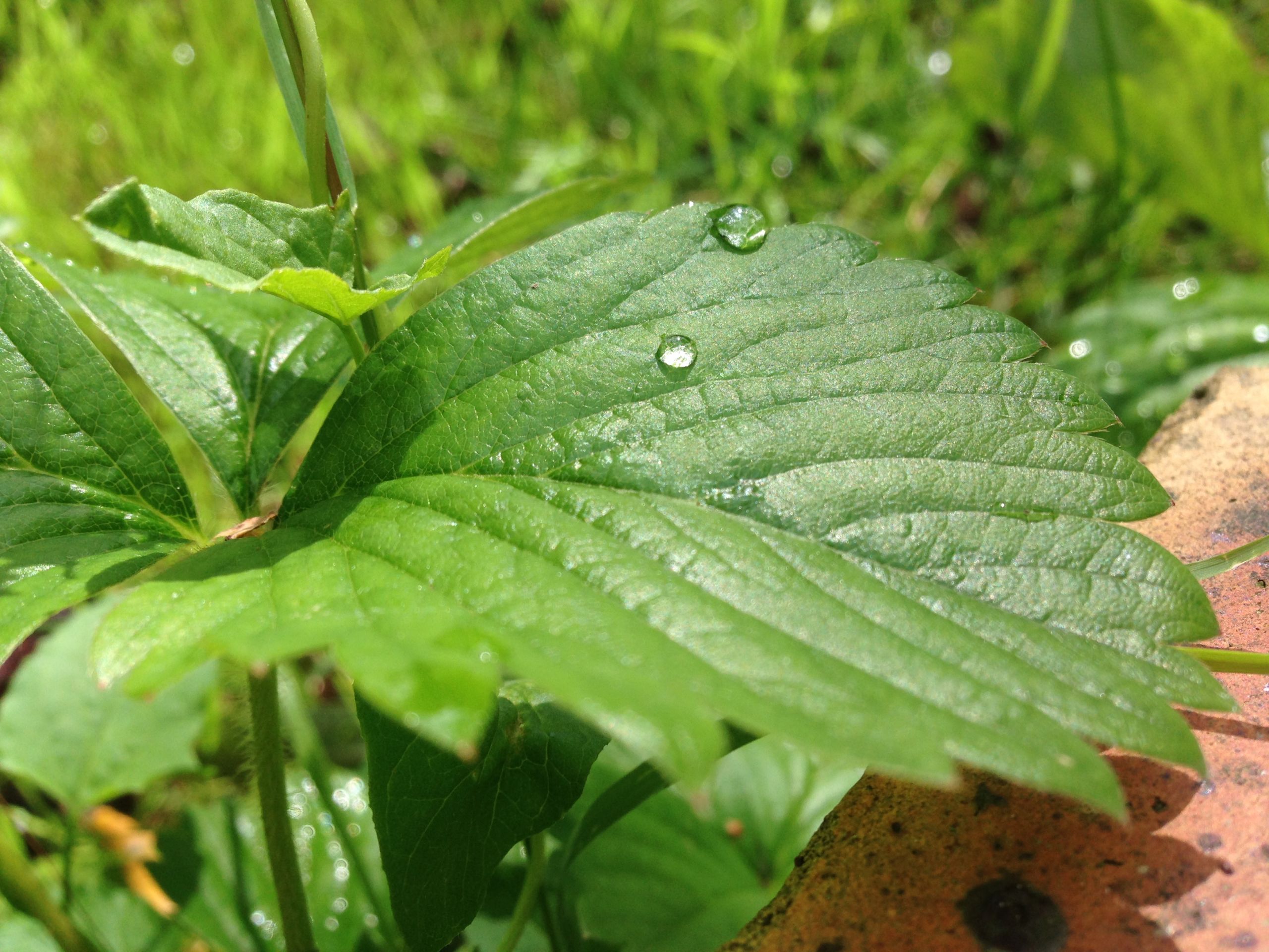 Fonds d'cran Nature Feuilles - Feuillages Rosée sur veuille verte