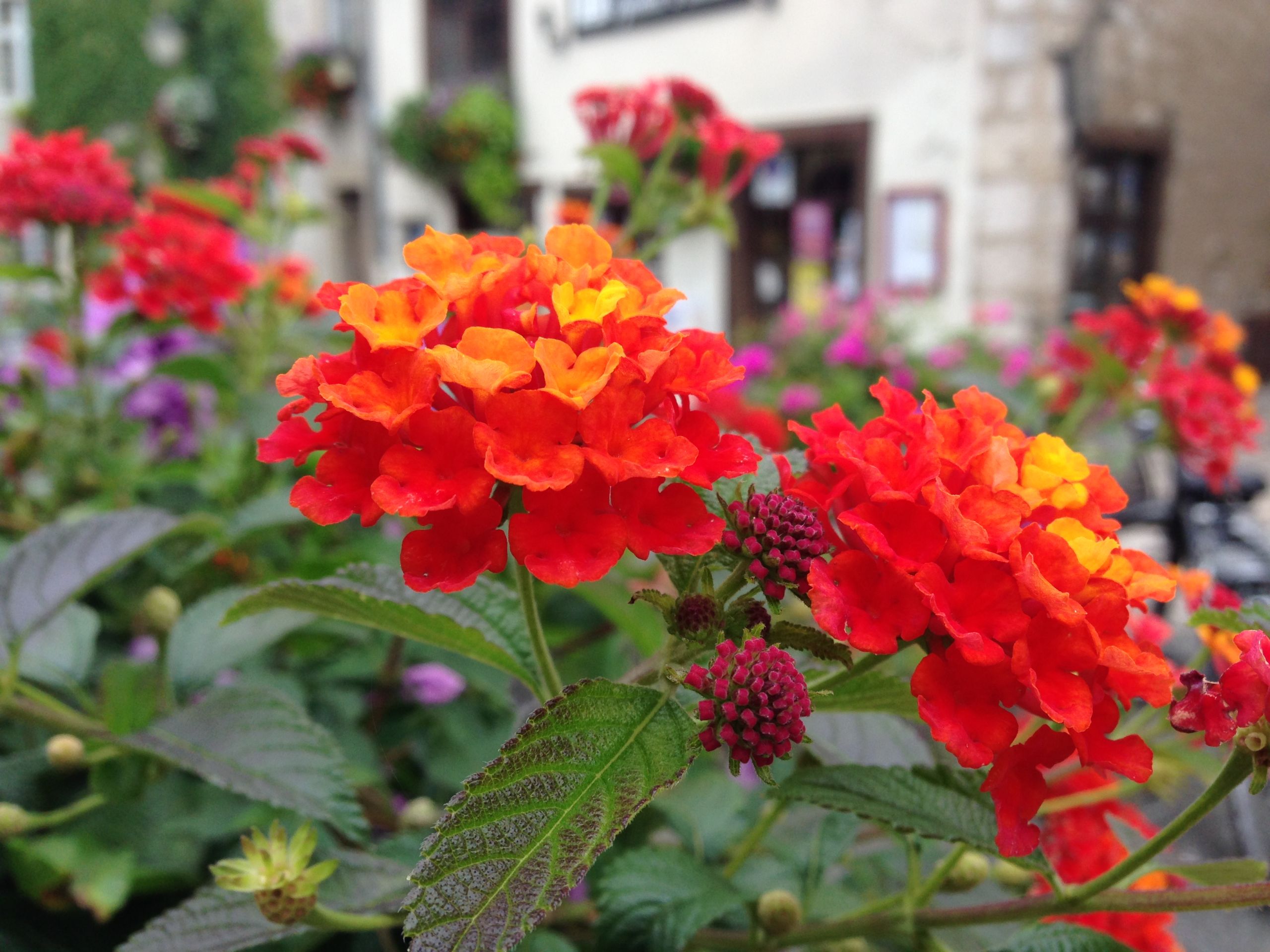 Wallpapers Nature Flowers Fleurs de Beaugency