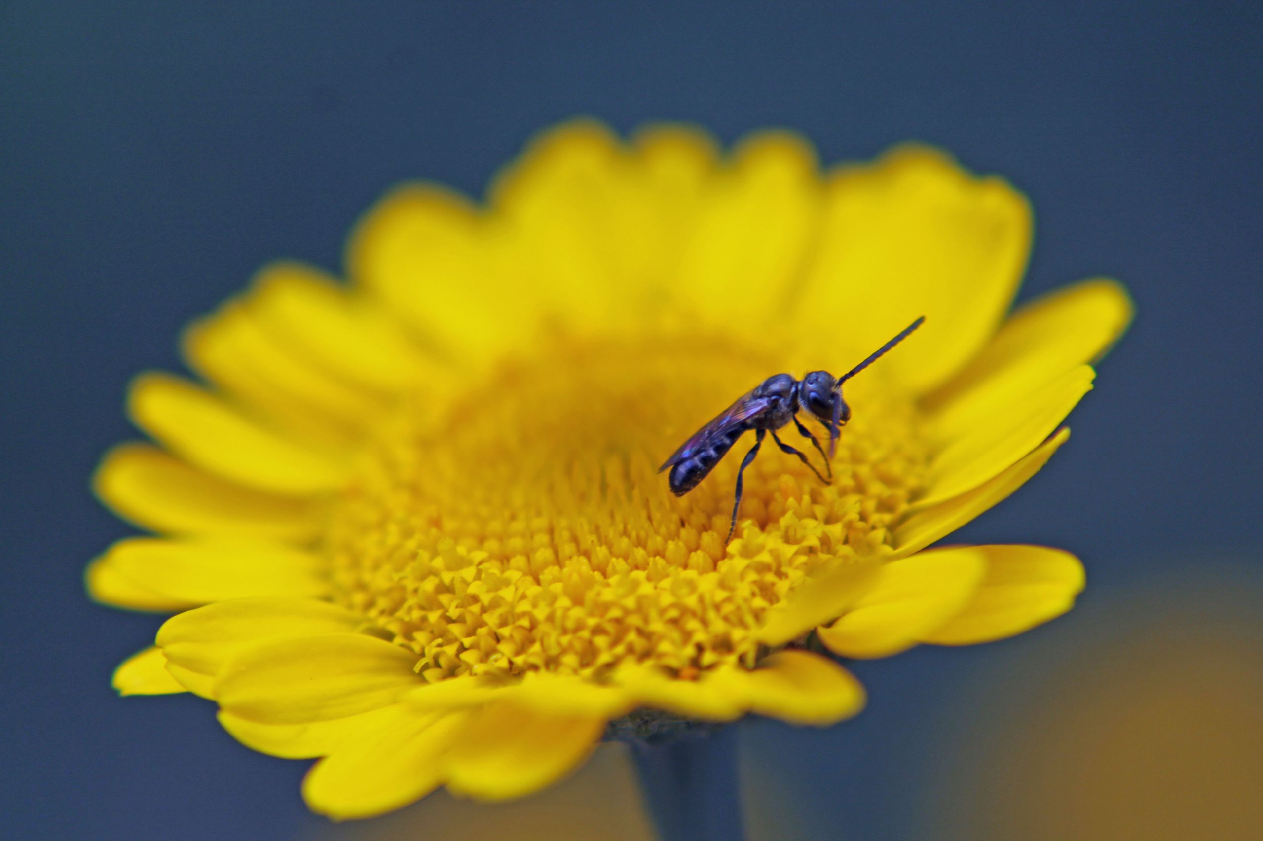 Fonds d'cran Animaux Insectes - Divers 