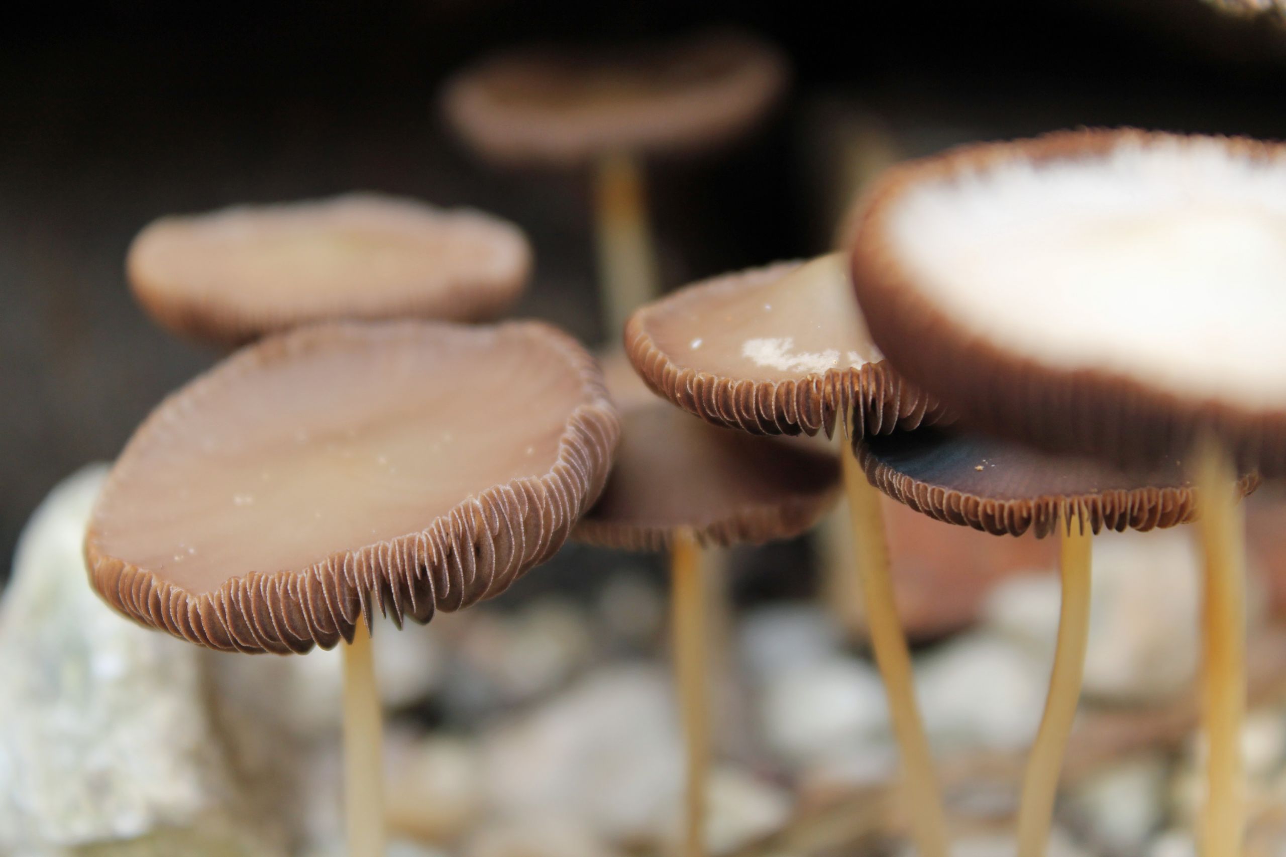 Fonds d'cran Nature Champignons 