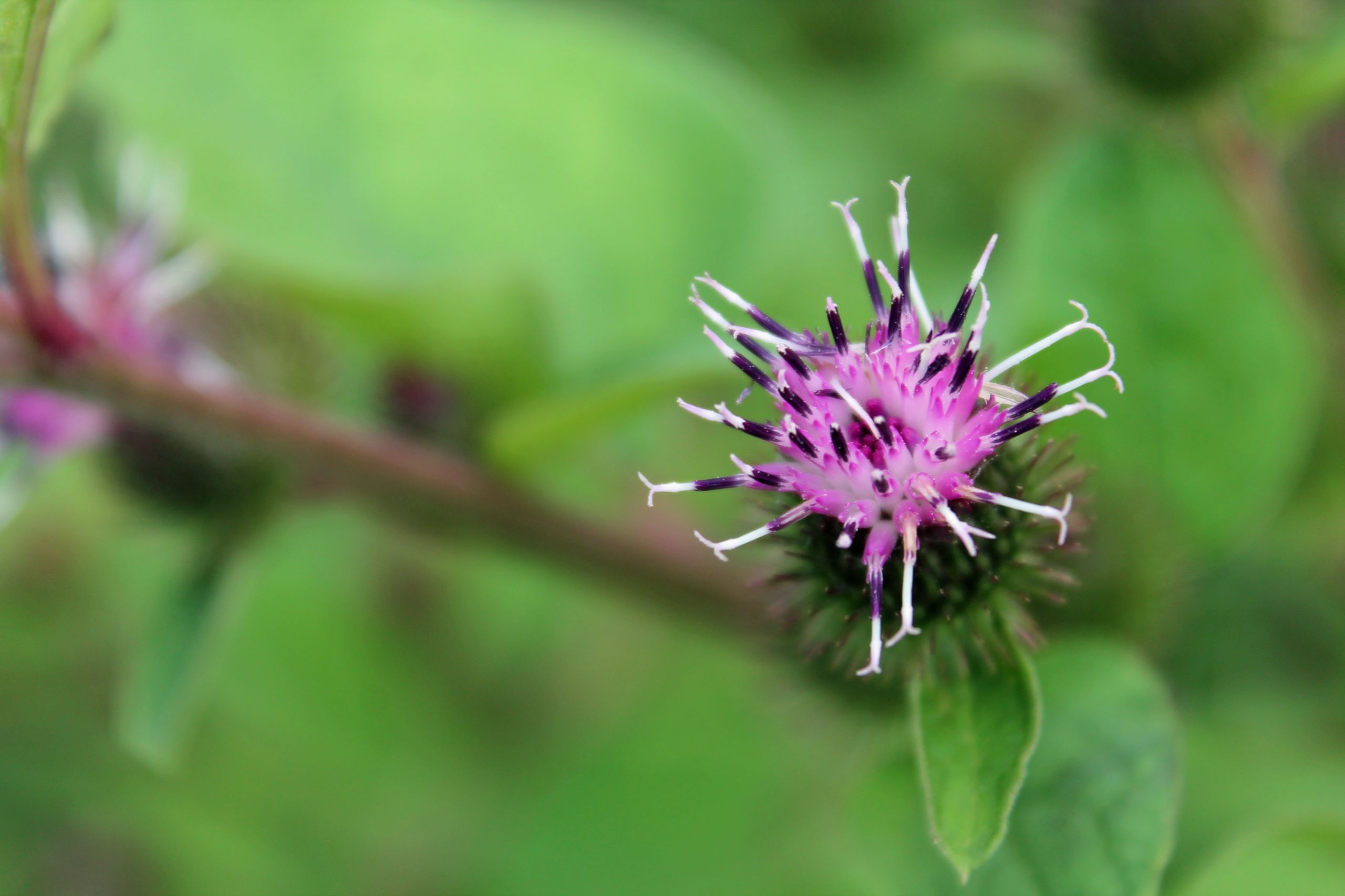 Wallpapers Nature Flowers 