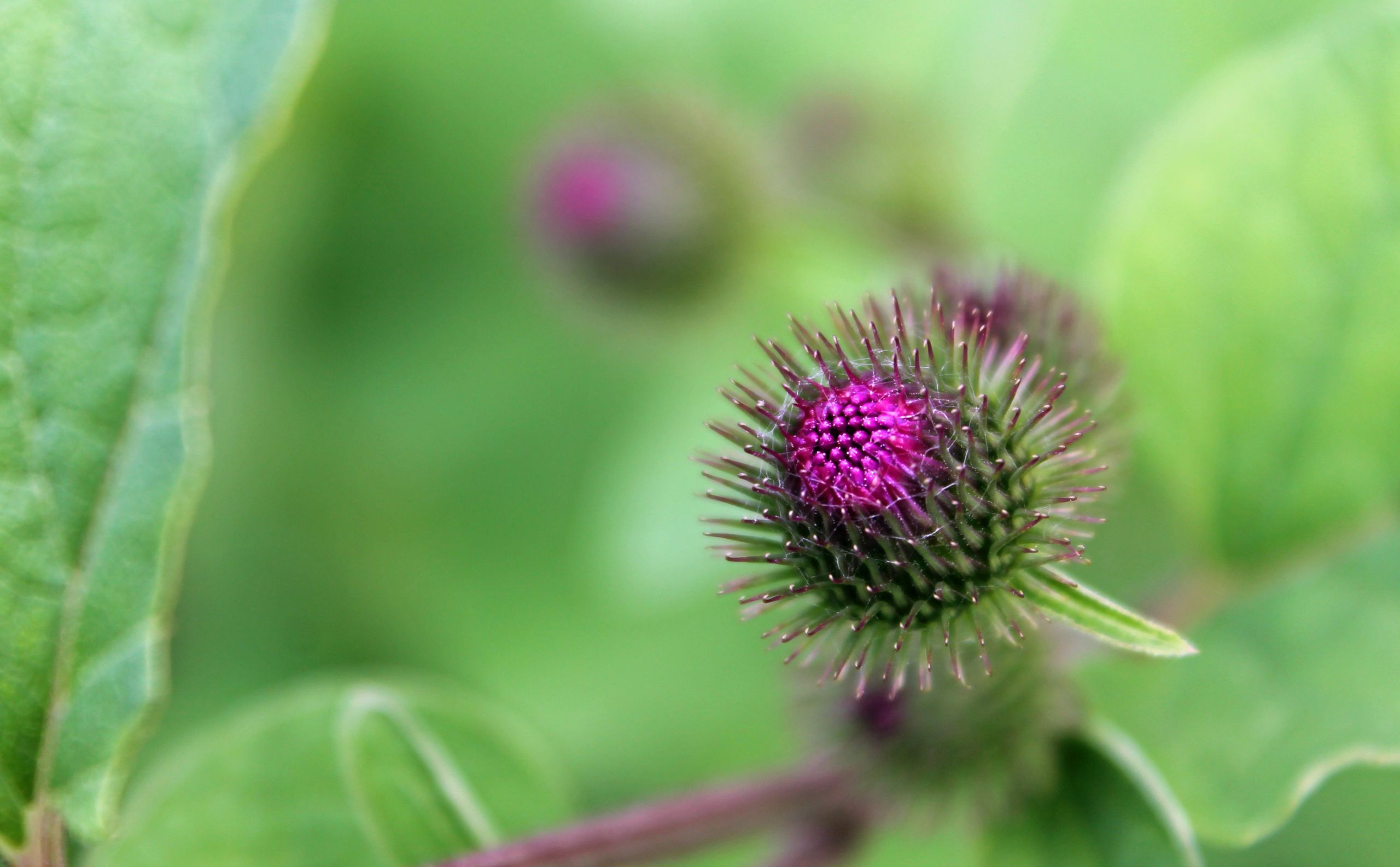 Wallpapers Nature Flowers 