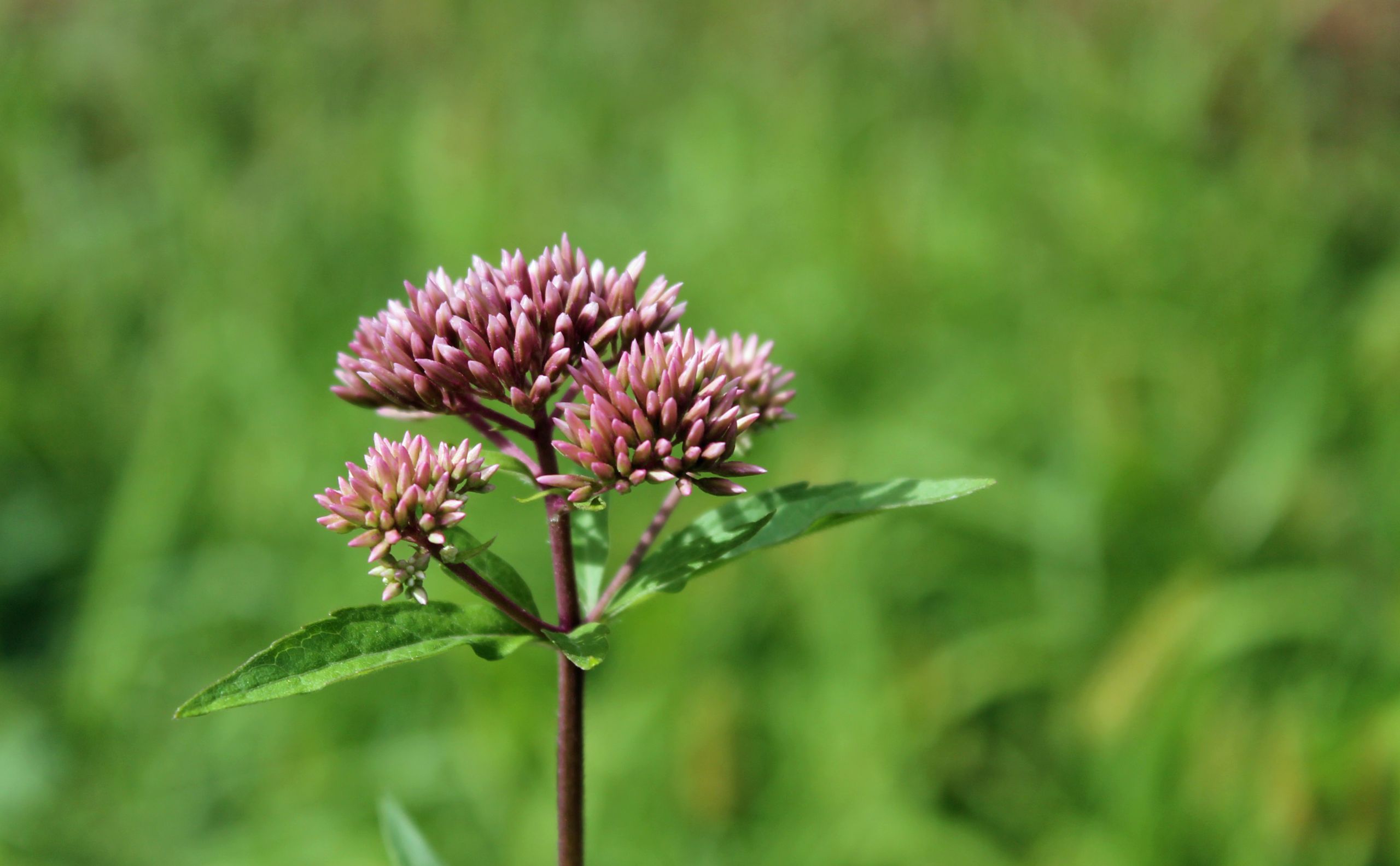 Wallpapers Nature Flowers 