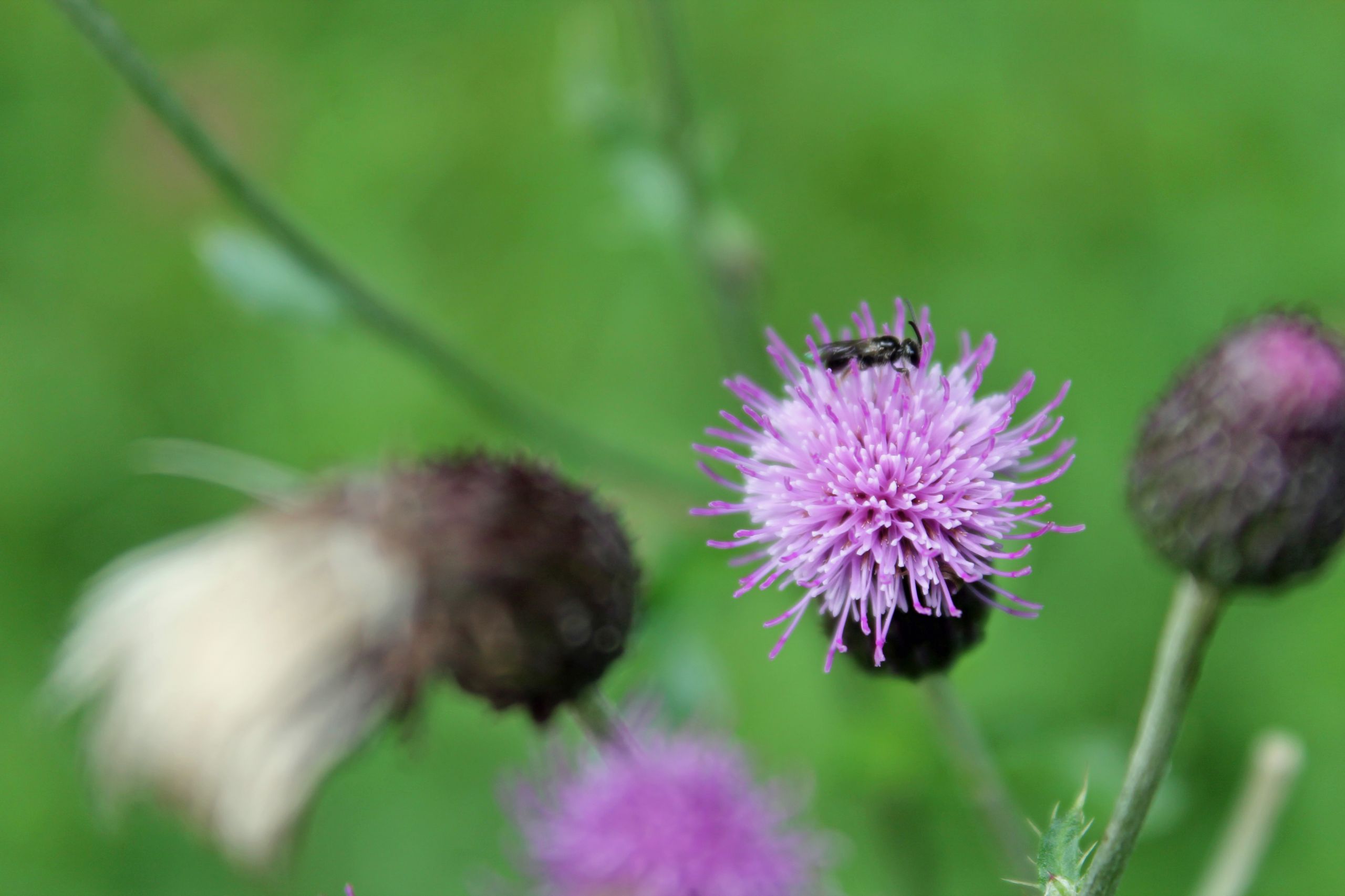 Wallpapers Nature Flowers 