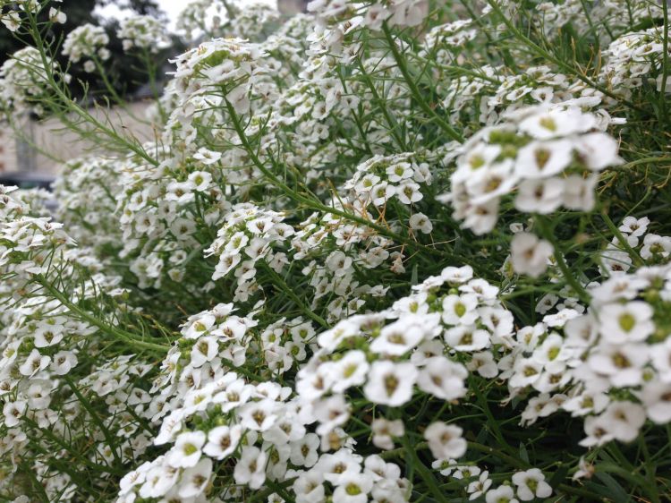 Wallpapers Nature Flowers Fleurs de Beaugency