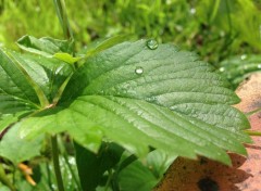  Nature Rose sur veuille verte