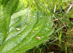  Nature Rose sur veuille verte