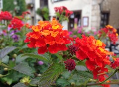  Nature Fleurs de Beaugency