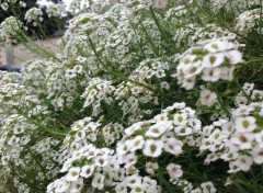  Nature Fleurs de Beaugency