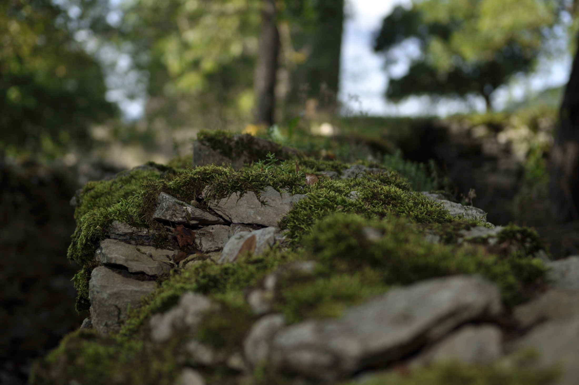 Fonds d'cran Nature Mousses - Lichens 