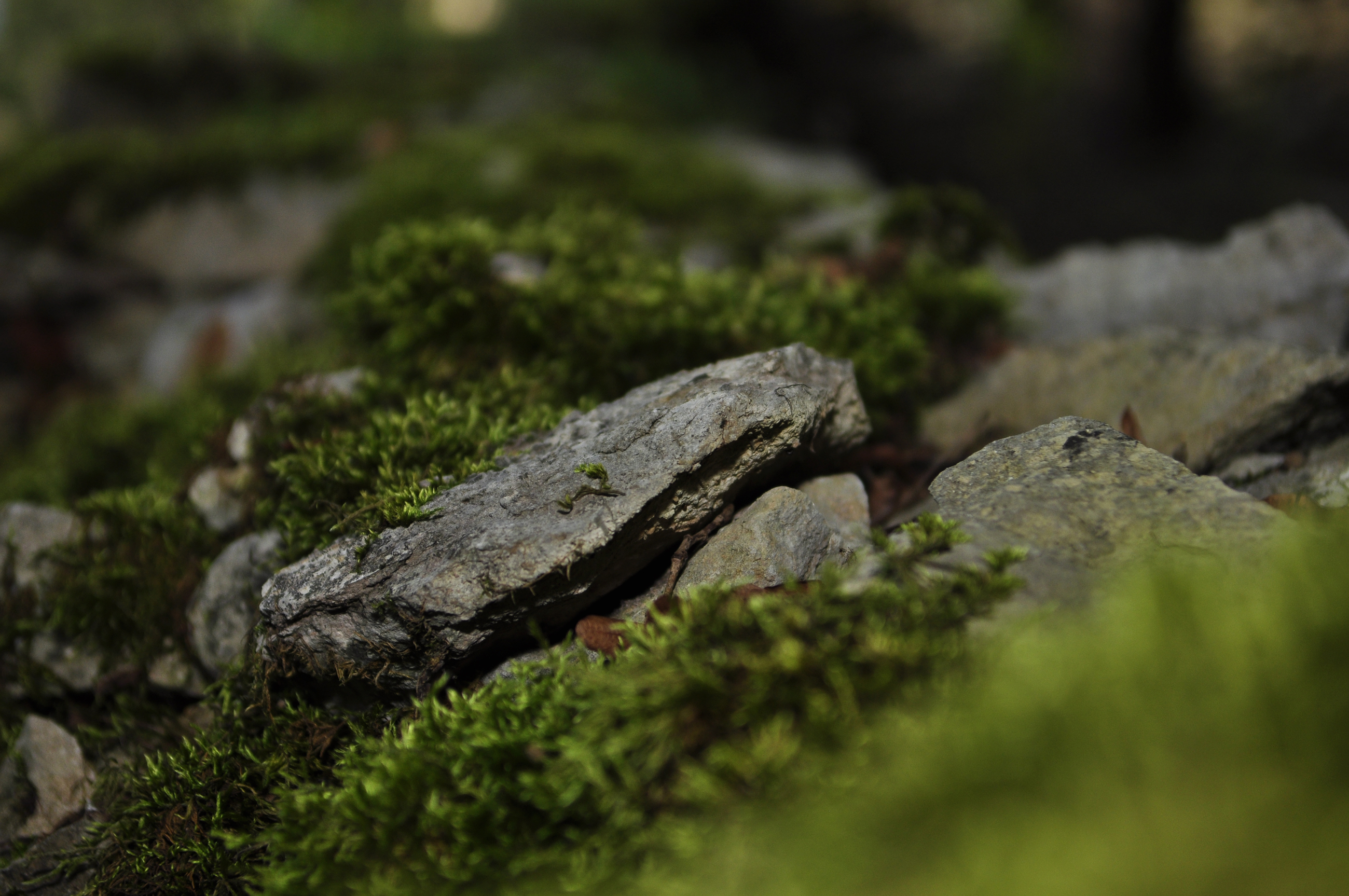 Fonds d'cran Nature Mousses - Lichens 