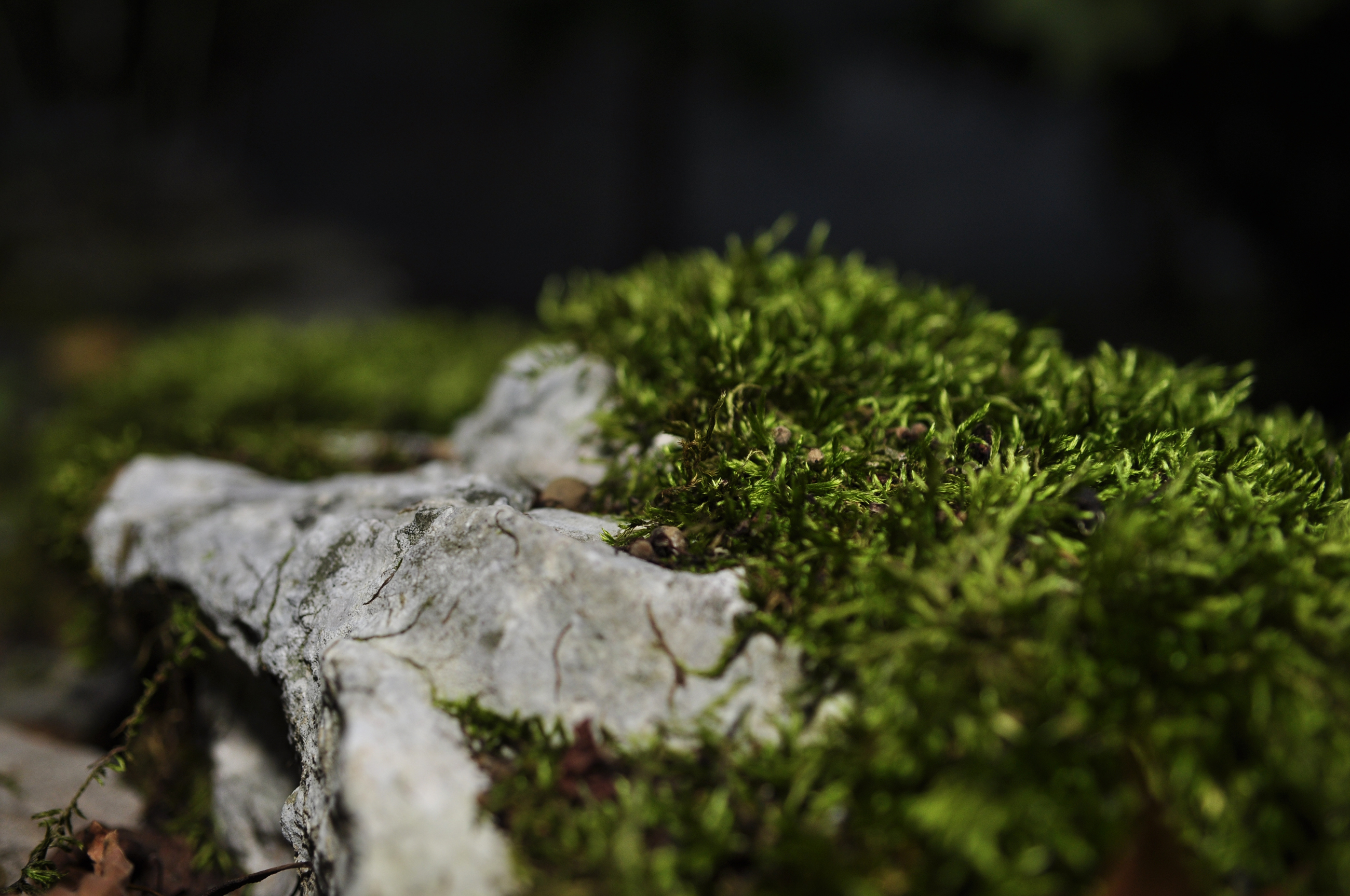 Wallpapers Nature Moss - Lichens 