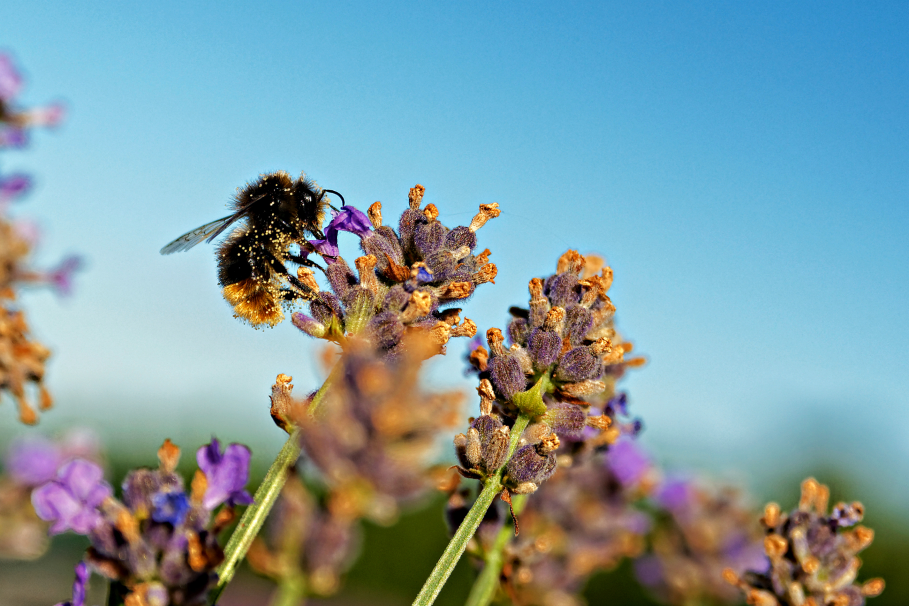 Fonds d'cran Animaux Insectes - Abeilles Gupes ... bourdon sur lavandde