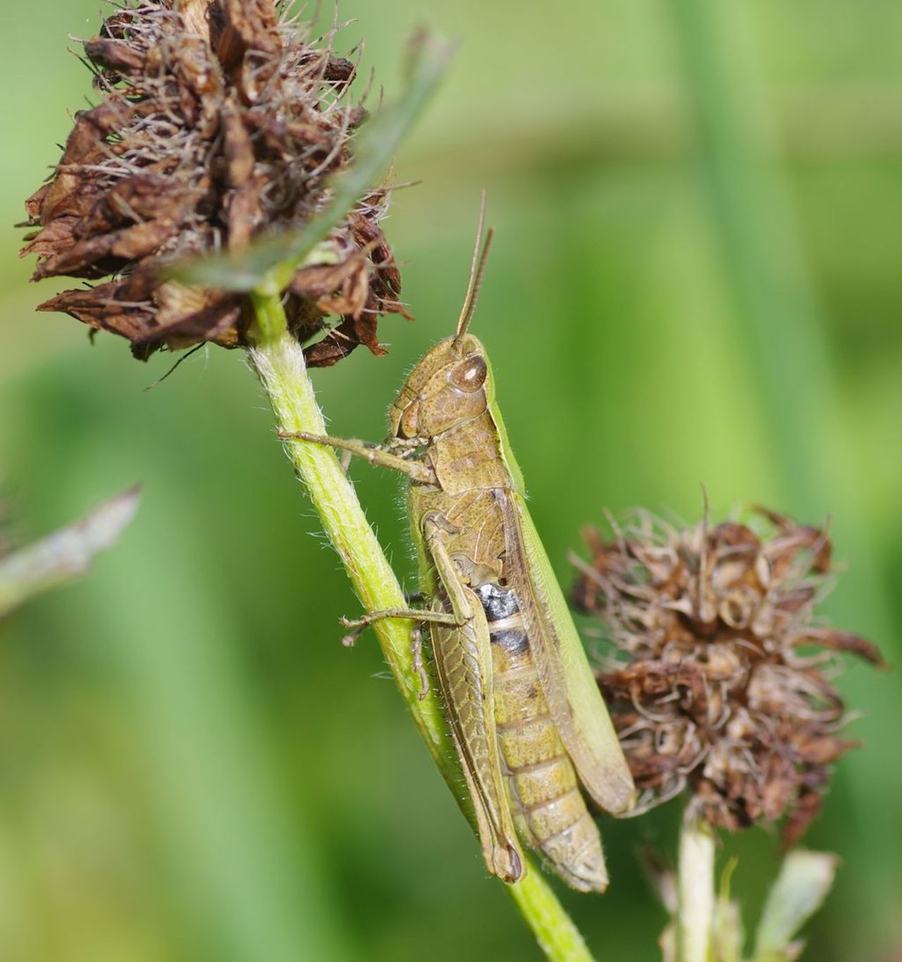 Fonds d'cran Animaux Insectes - Sauterelles et Criquets 