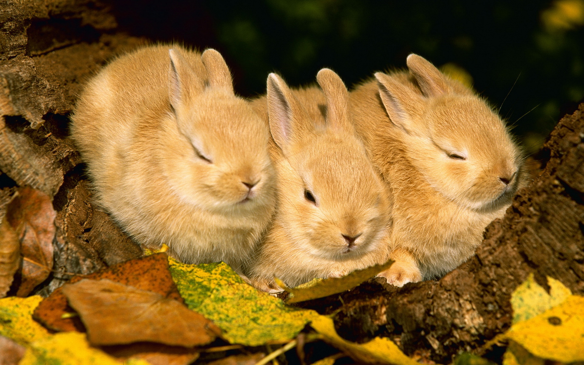 Fonds d'cran Animaux Lapins - Livres 