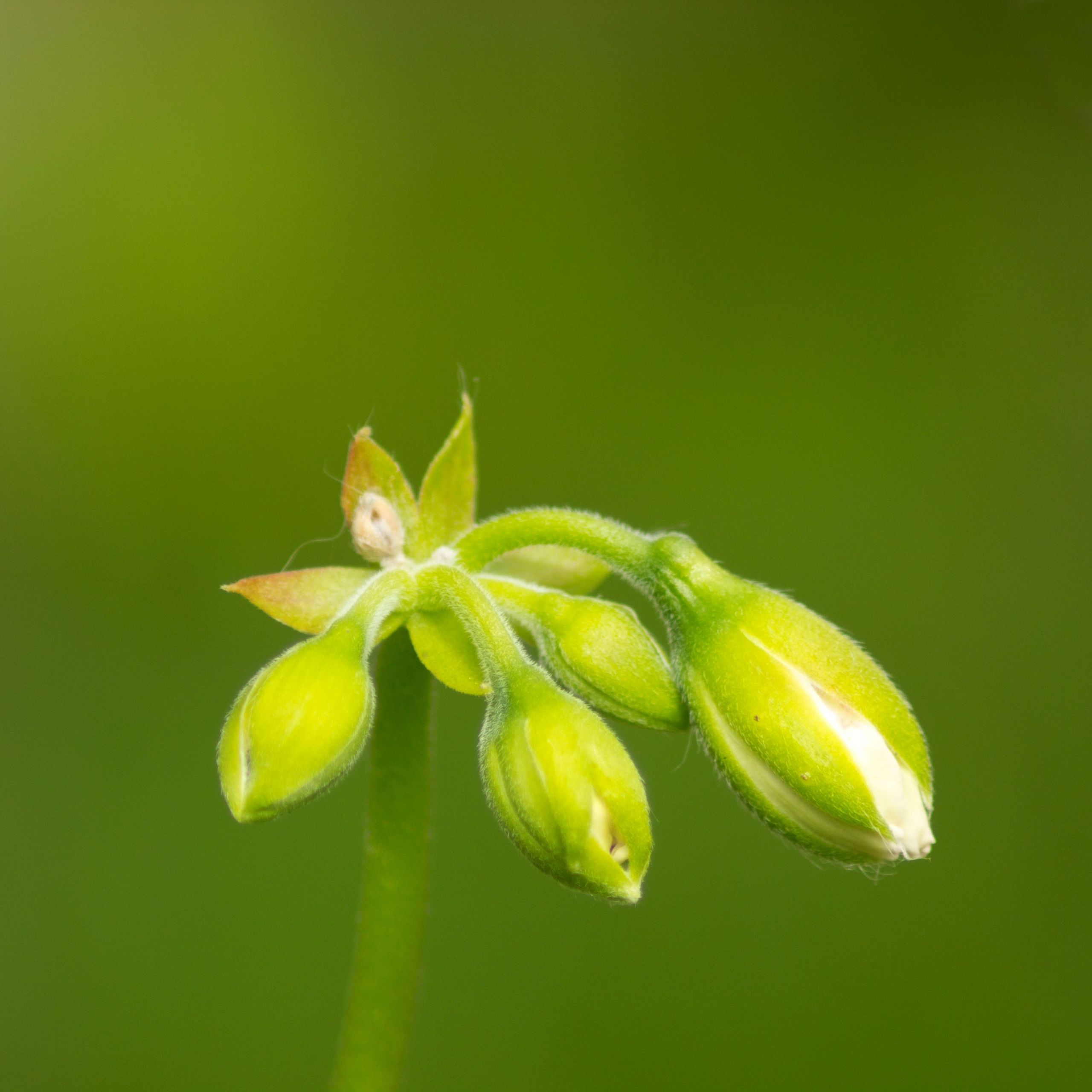 Wallpapers Nature Flowers 