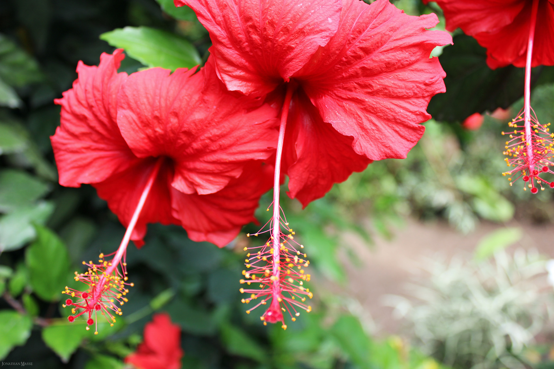 Fonds d'cran Nature Fleurs Fleurs rouges.