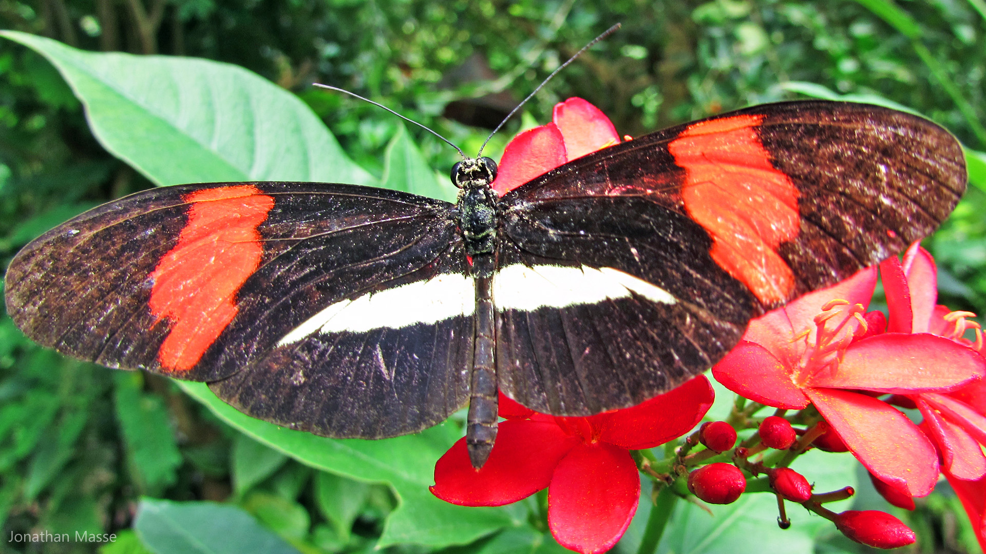 Fonds d'cran Animaux Insectes - Papillons Papillon