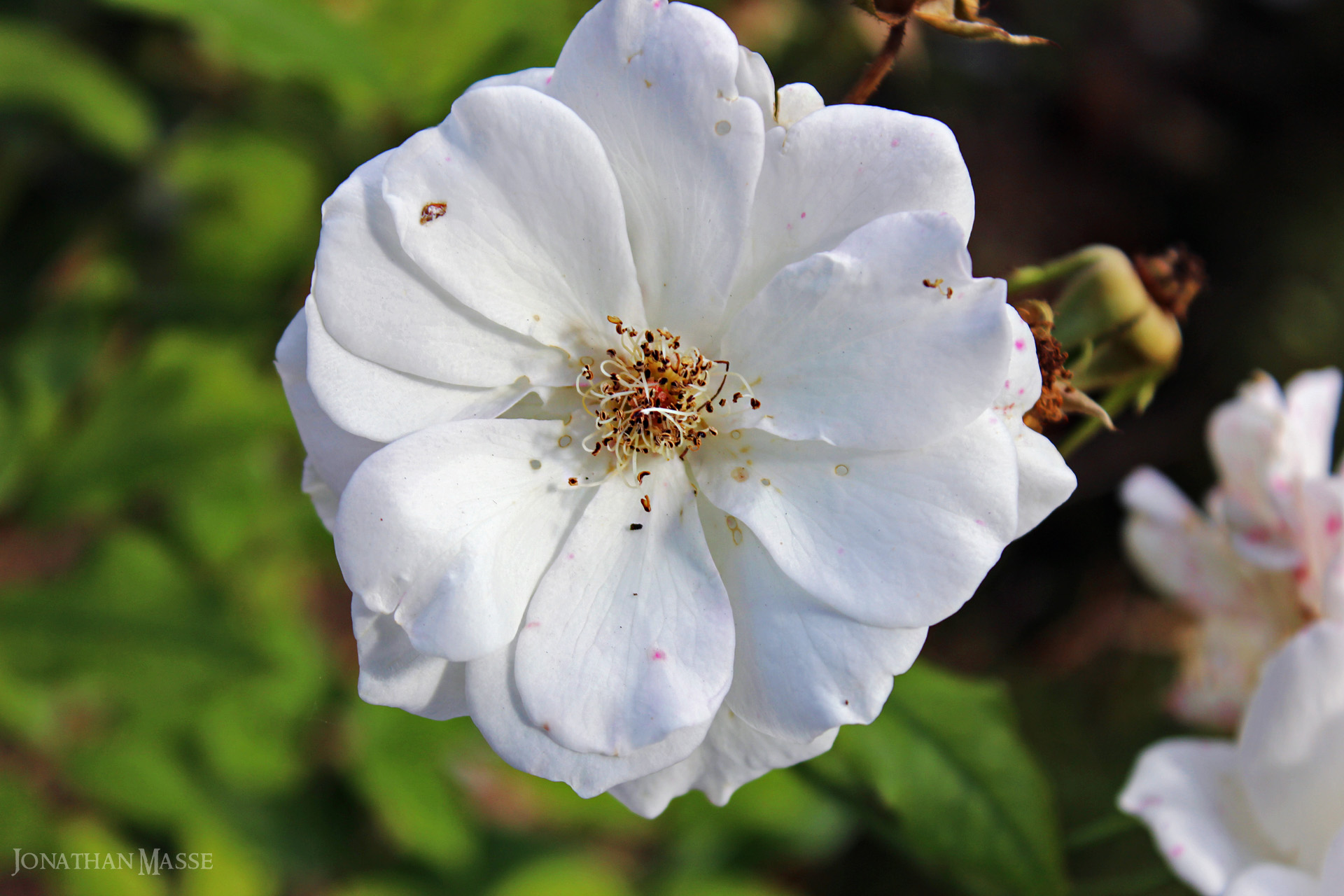 Fonds d'cran Nature Fleurs Fleur blanche