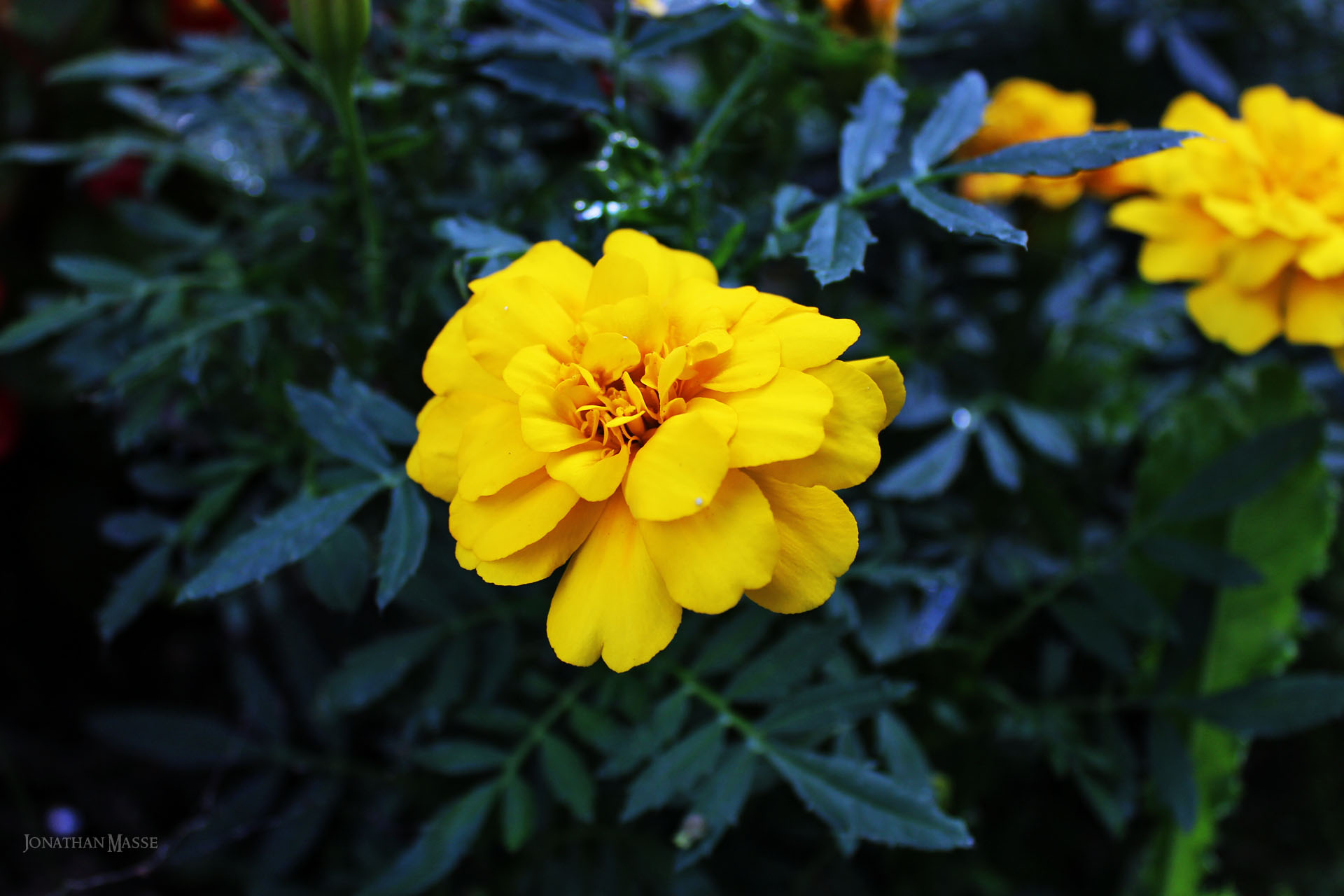 Fonds d'cran Nature Fleurs Fleur jaune