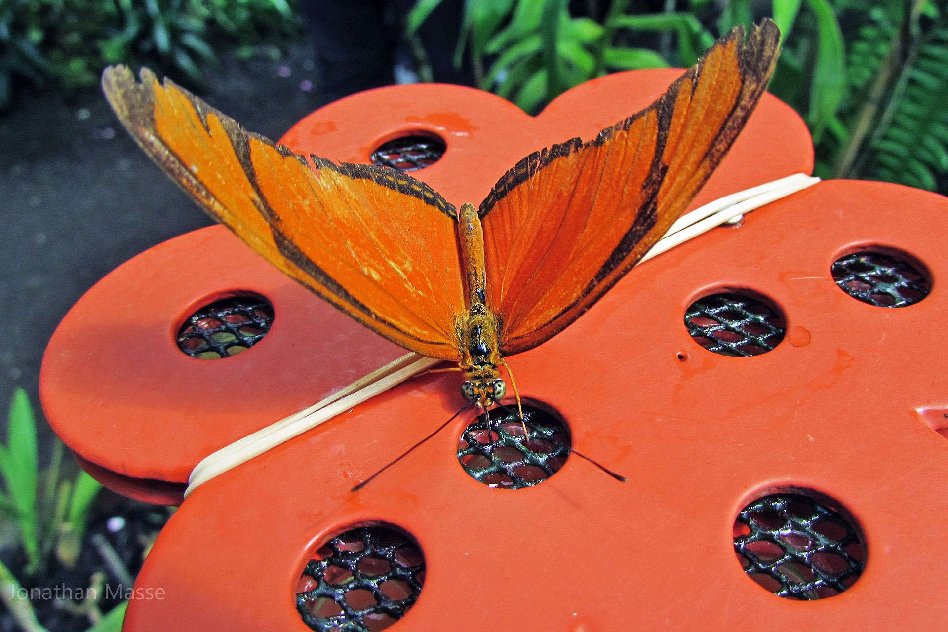 Fonds d'cran Animaux Insectes - Papillons Papillon