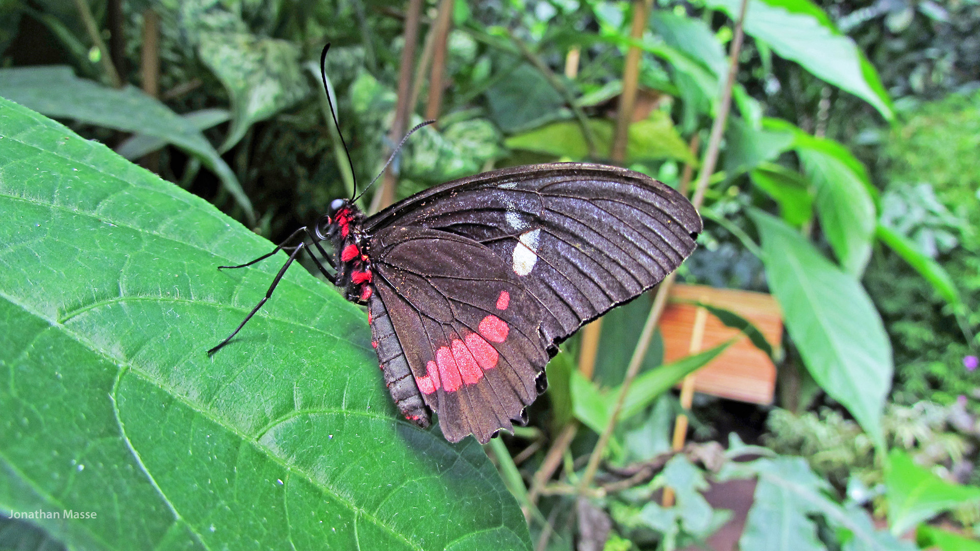 Wallpapers Animals Insects - Butterflies Papillon