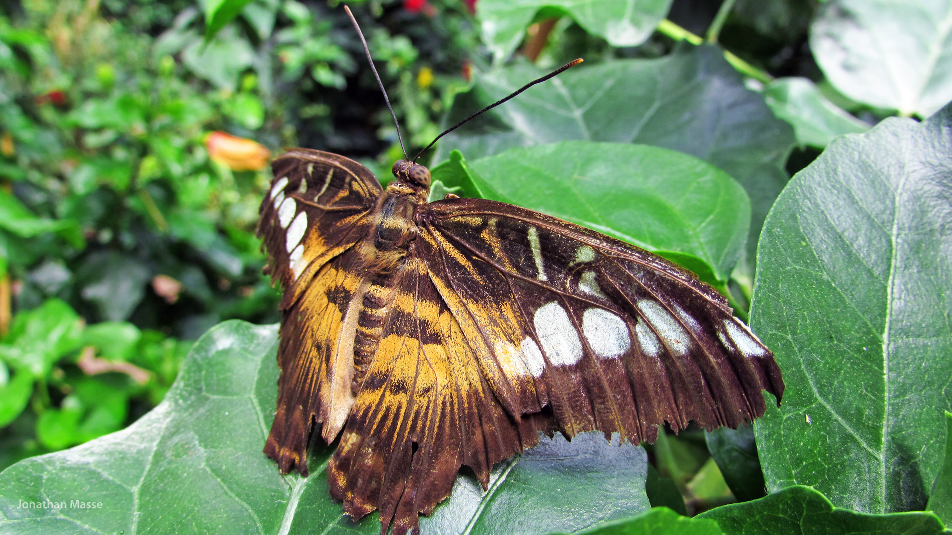 Fonds d'cran Animaux Insectes - Papillons Papillon