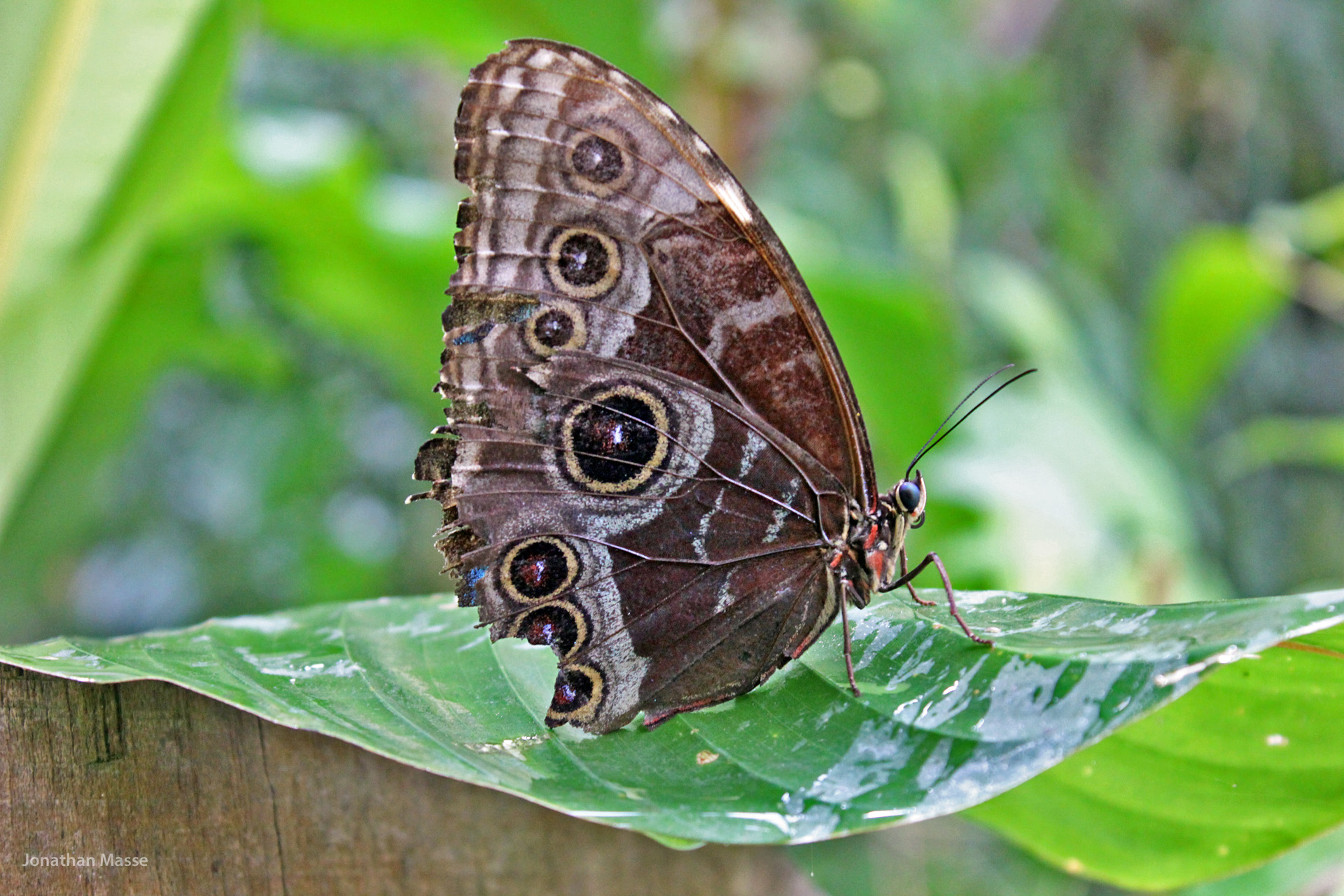 Fonds d'cran Animaux Insectes - Papillons Papillon