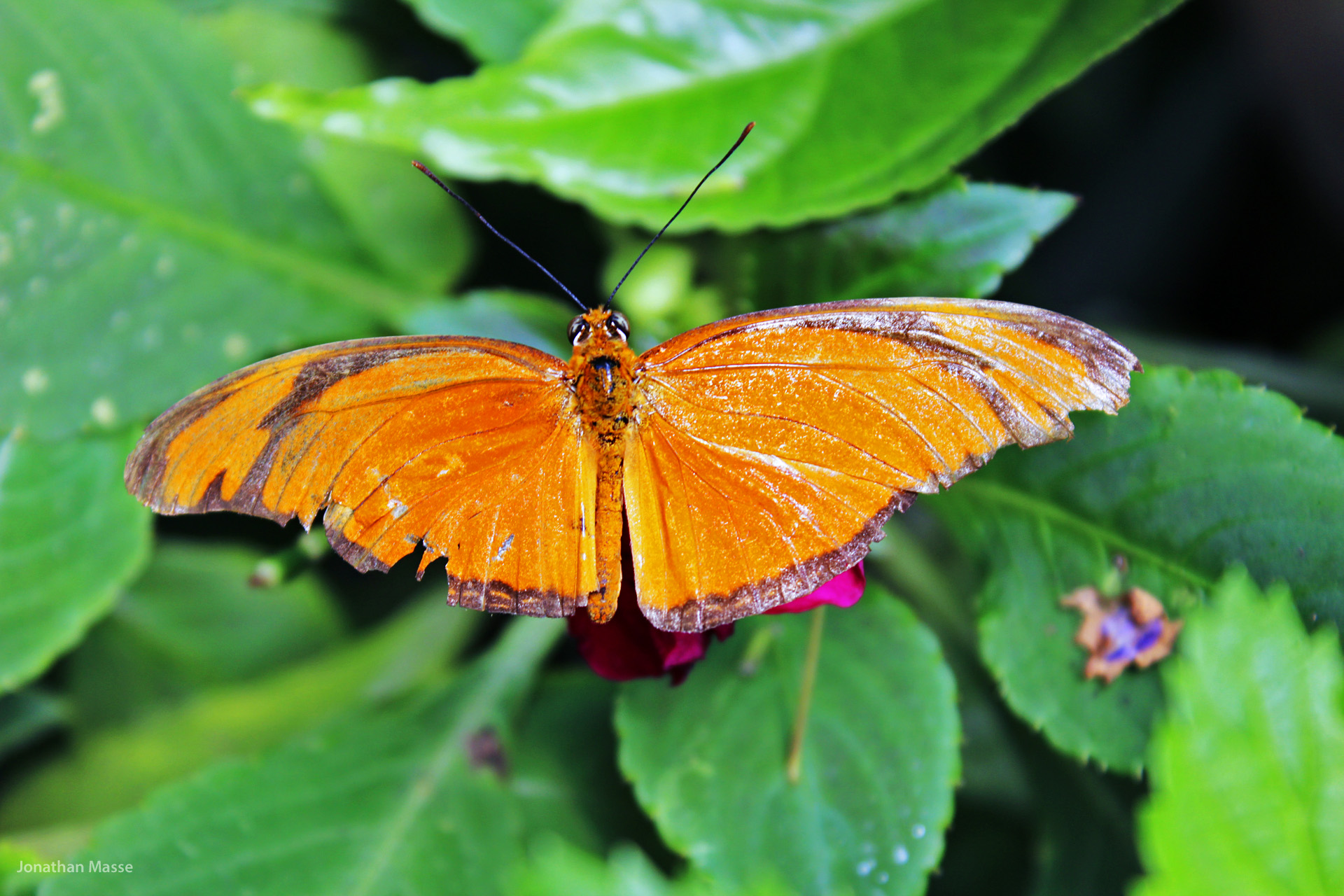 Wallpapers Animals Insects - Butterflies Papillon