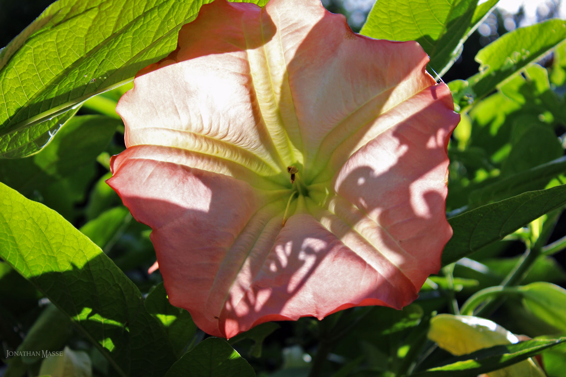 Fonds d'cran Nature Fleurs Fleur