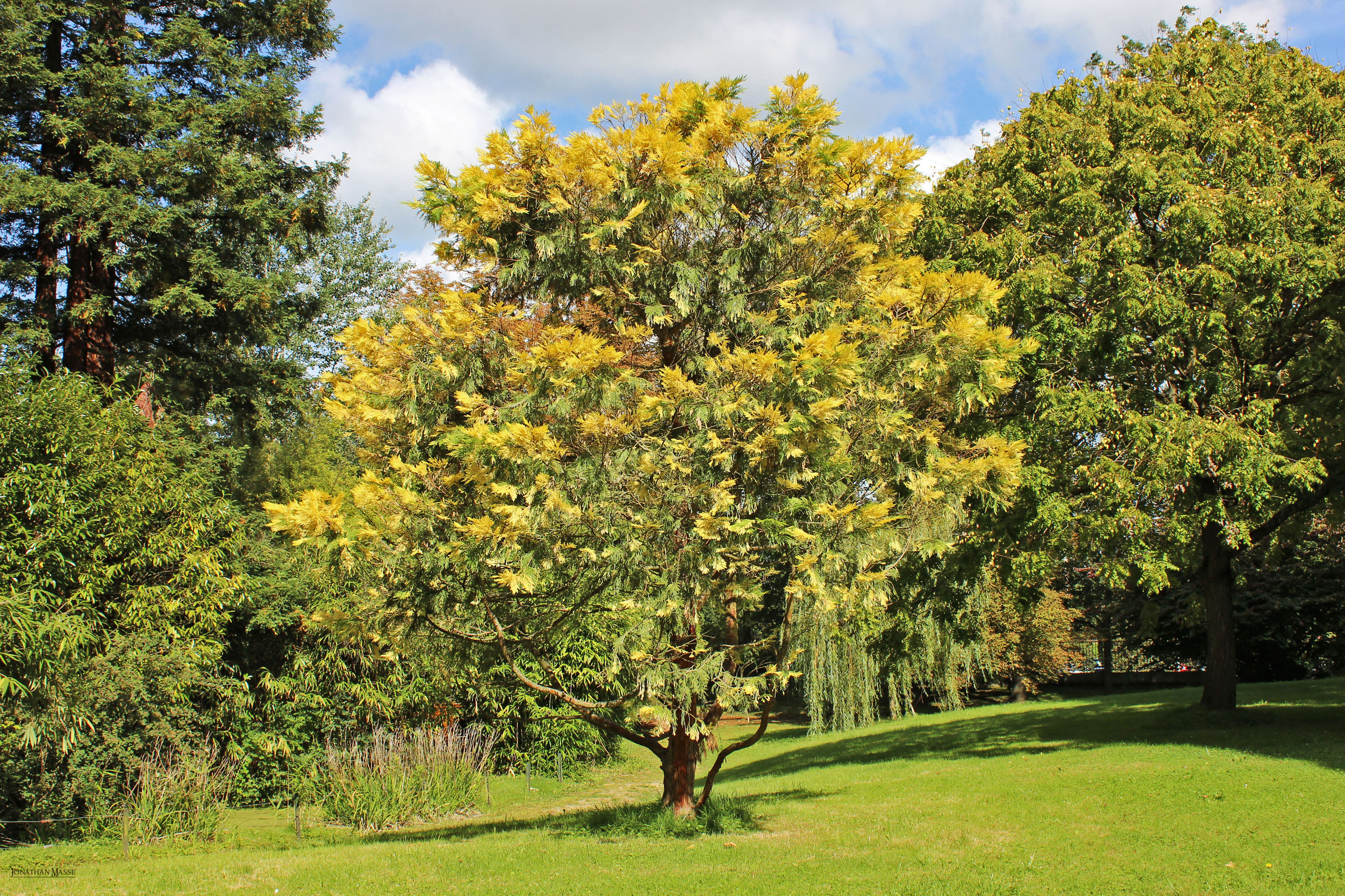 Fonds d'cran Nature Parcs - Jardins Parc de Poissy