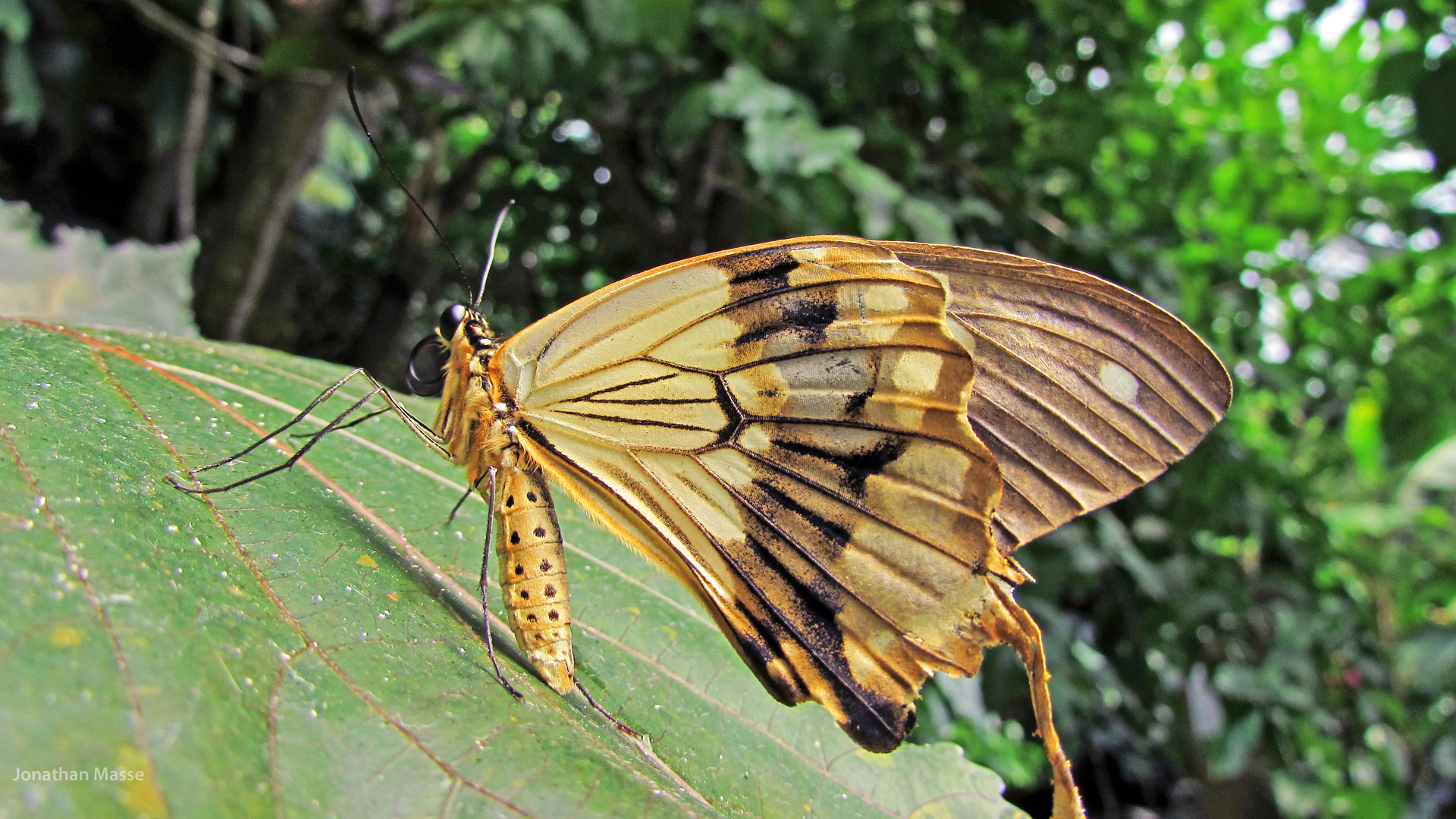 Fonds d'cran Animaux Insectes - Papillons Papillon.