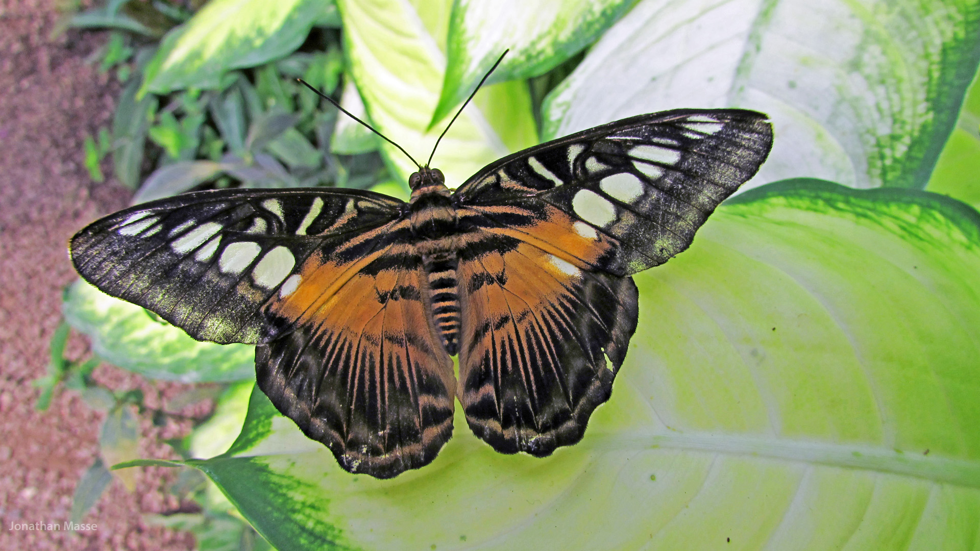 Fonds d'cran Animaux Insectes - Papillons Papillon.