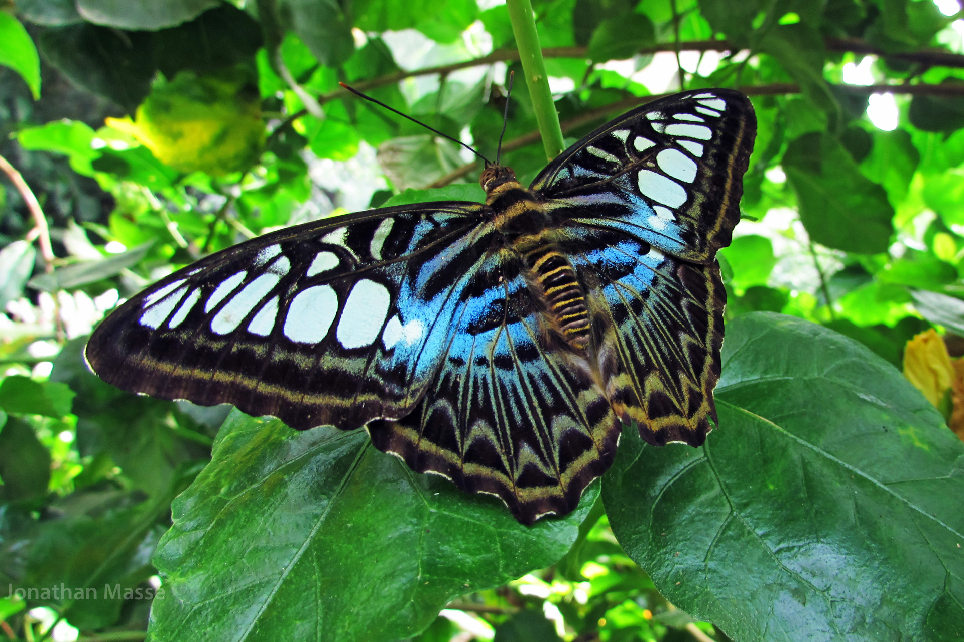 Fonds d'cran Animaux Insectes - Papillons Papillon