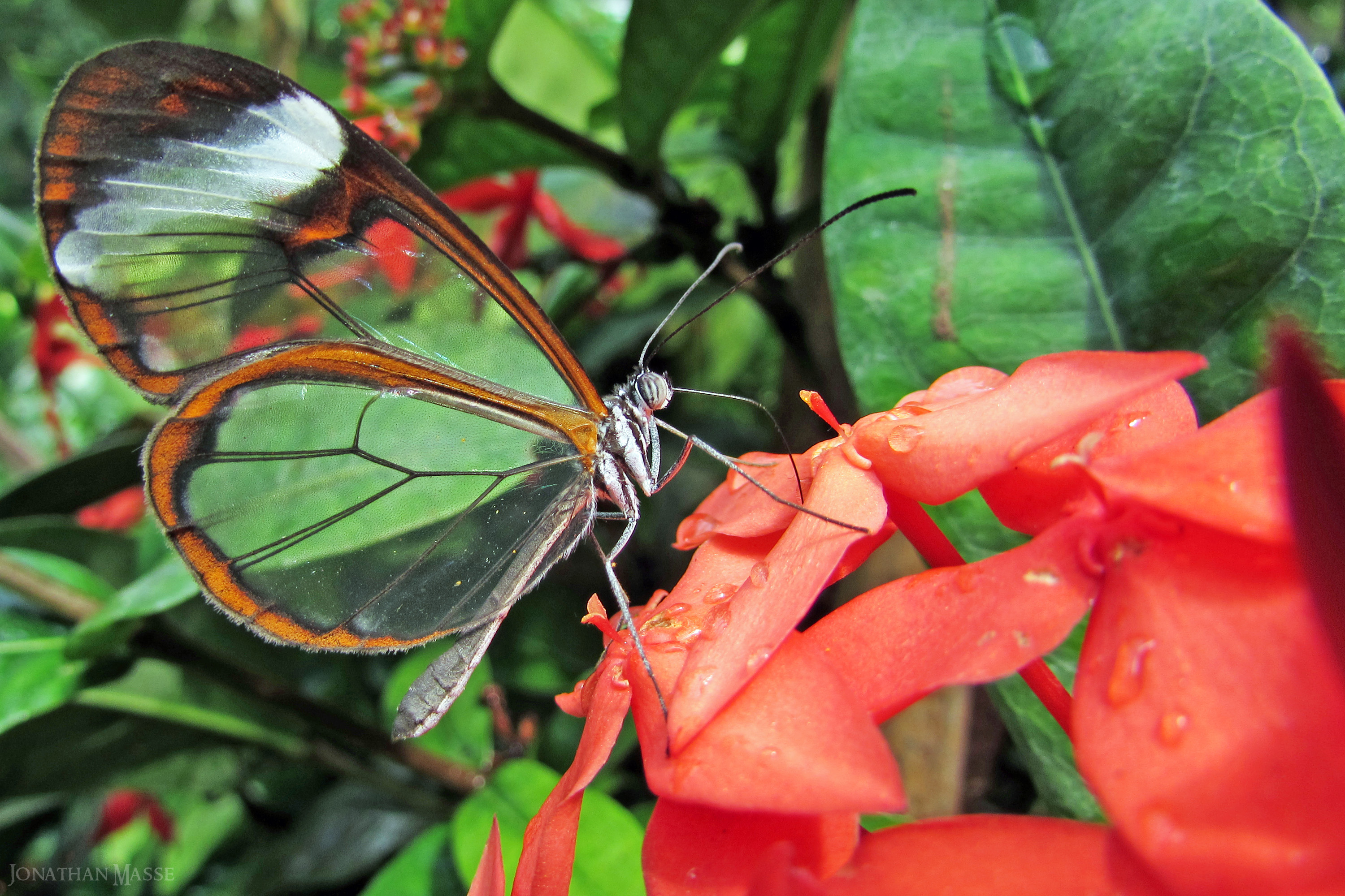 Fonds d'cran Animaux Insectes - Papillons Greta oto