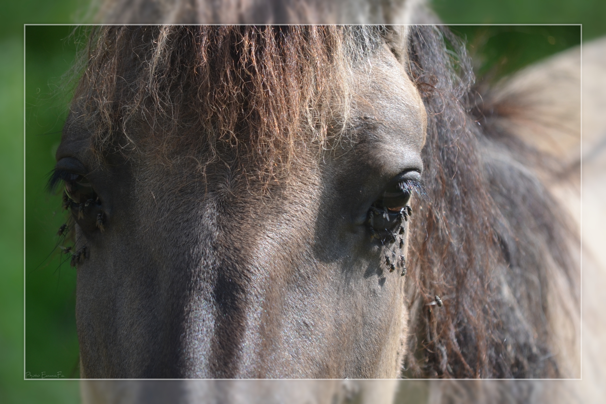 Wallpapers Animals Horses 