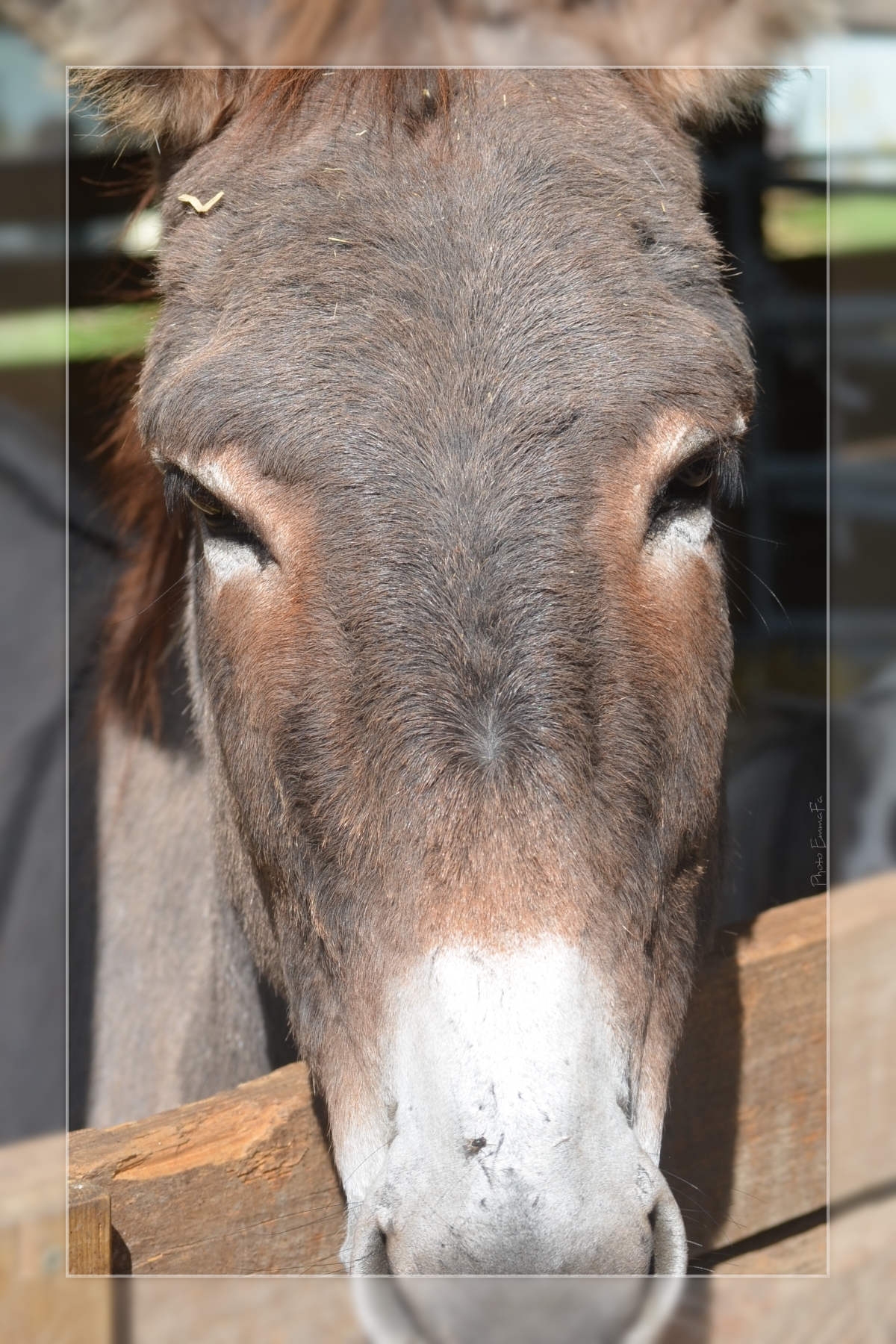 Fonds d'cran Animaux Anes 