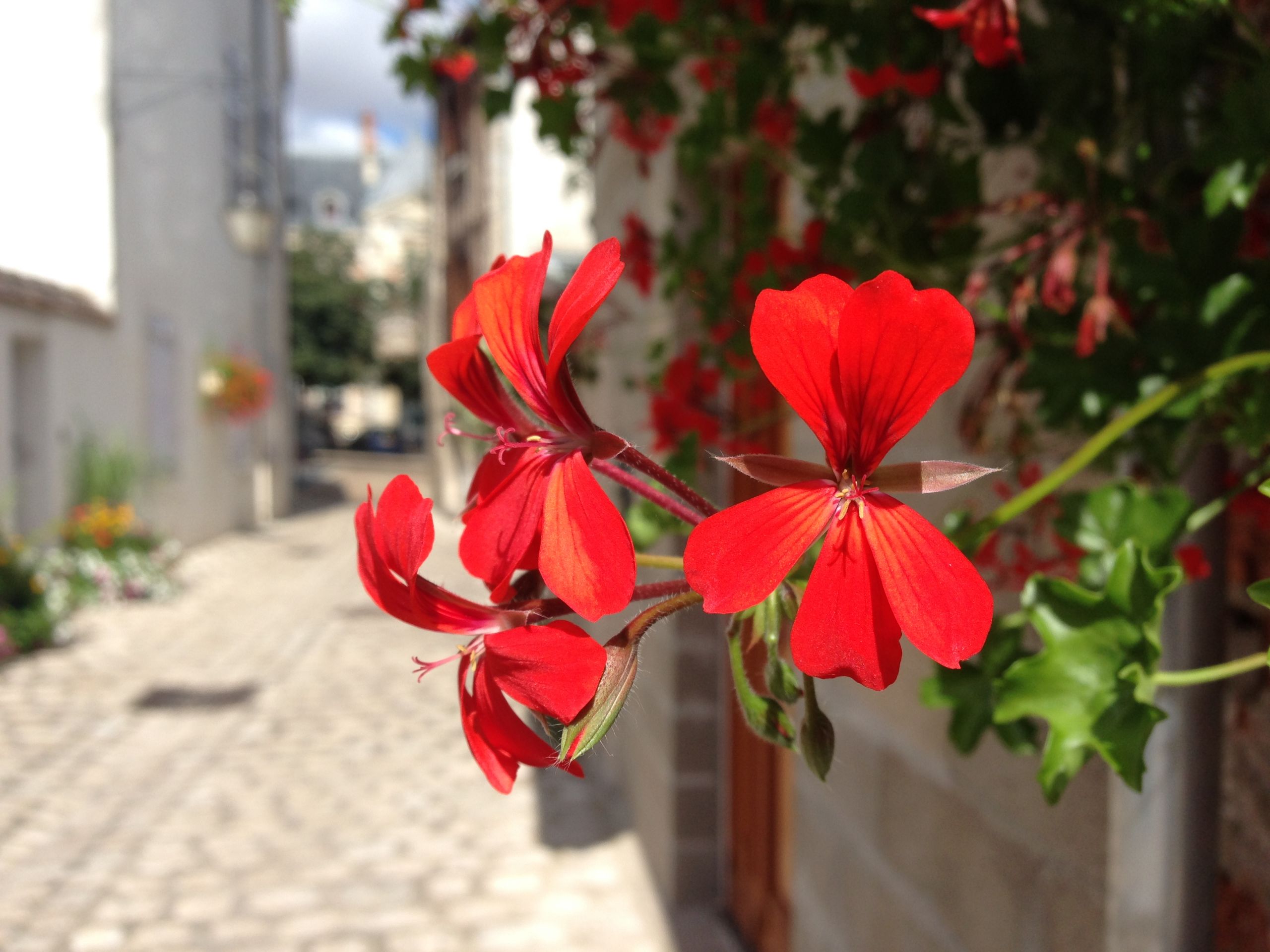 Wallpapers Nature Flowers Fleurs de campagne