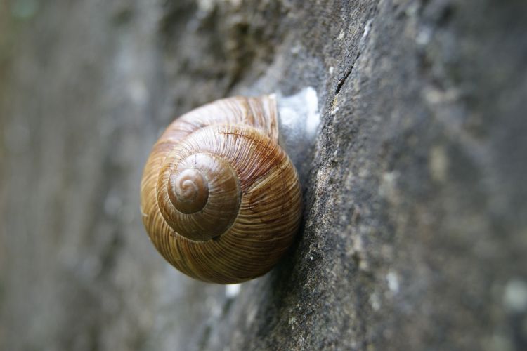 Fonds d'cran Animaux Escargots - Limaces Wallpaper N381468