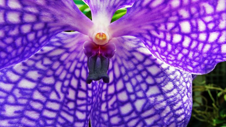 Fonds d'cran Nature Fleurs Fleur bleue.