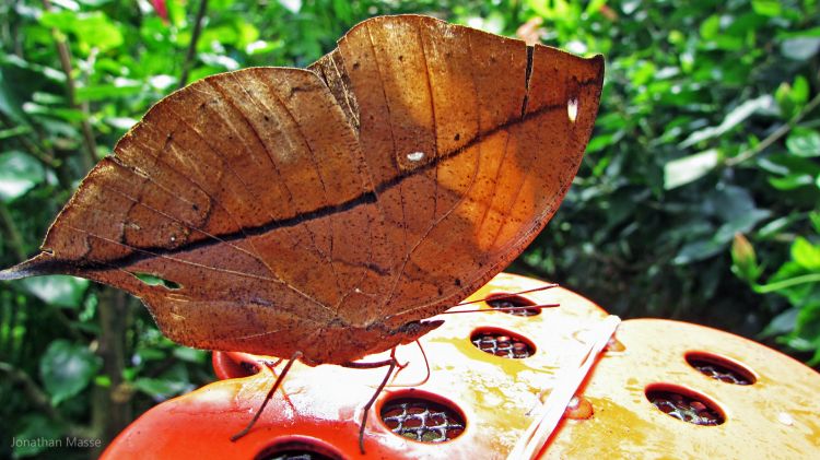 Fonds d'cran Animaux Insectes - Papillons Papillon "feuille morte"