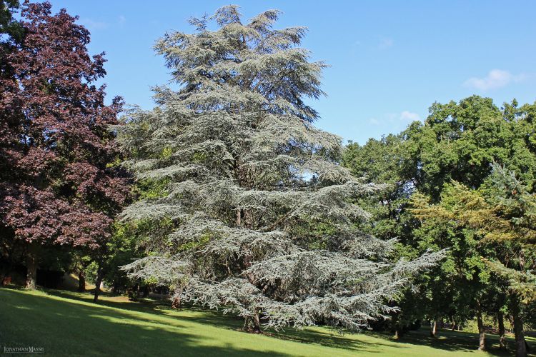 Fonds d'cran Nature Arbres - Forts Cèdre de l'Atlas