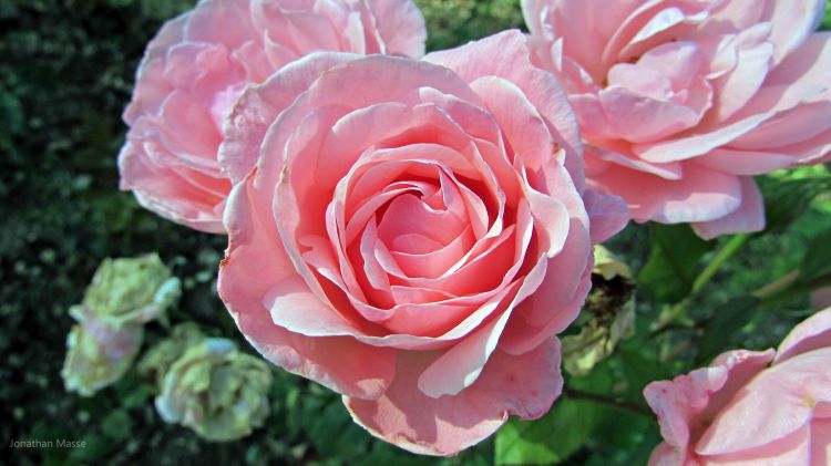 Fonds d'cran Nature Fleurs Rose.