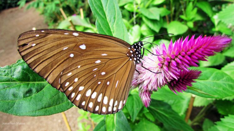 Fonds d'cran Animaux Insectes - Papillons Papillon.