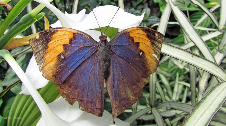 Fonds d'cran Animaux Insectes - Papillons Papillon