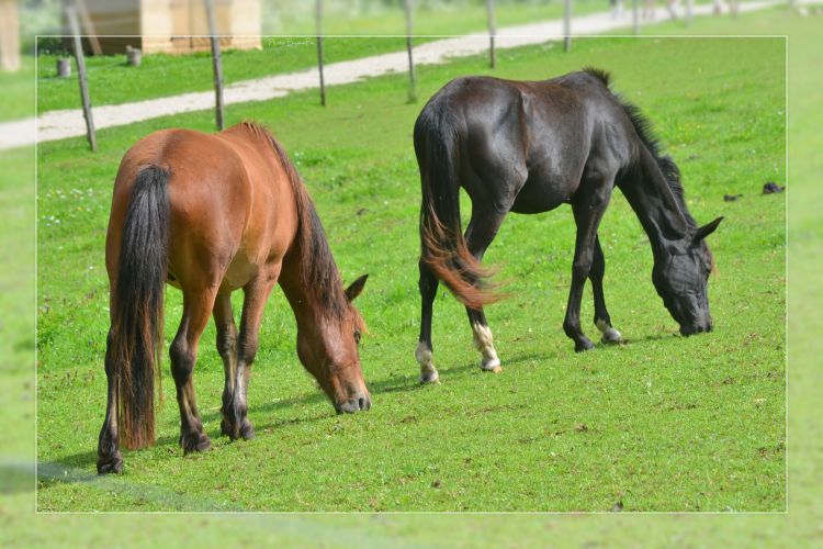 Fonds d'cran Animaux Chevaux Wallpaper N381502