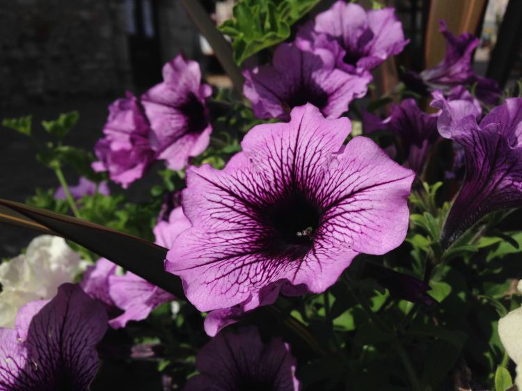 Fonds d'cran Nature Fleurs Fleurs de campagne