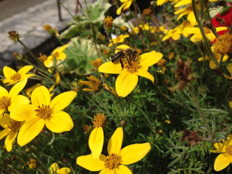 Fonds d'cran Nature Fleurs Fleurs de campagne