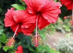  Nature Fleurs rouges.