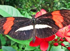  Animaux Papillon